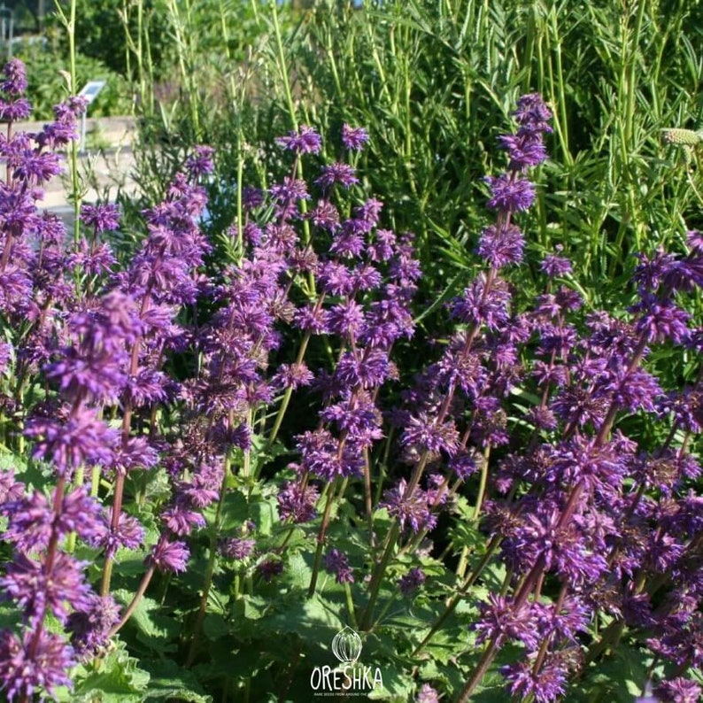 Salvia verticillata 30+ PCS fresh seeds, Purple rain, Sage rose Salvia verticillata 30+ PCS fresh seeds, Purple rain, Sage rose