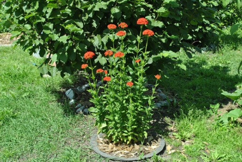 Maltese Cross 100 Seeds Lychnis Chalcedonica Jerusalem Etsy