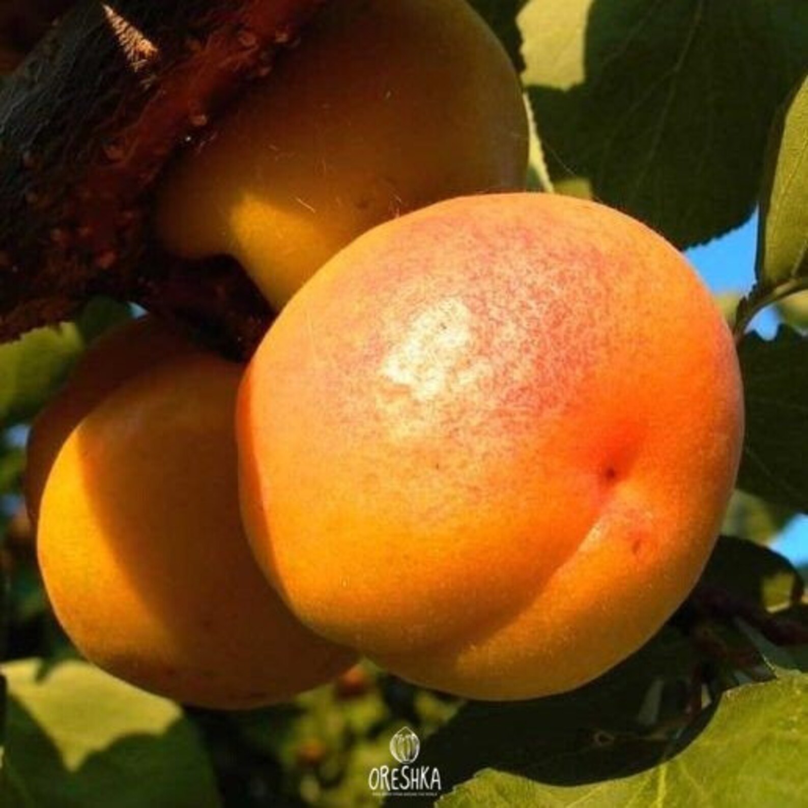 Ural apricot fresh 10 seeds. Frostresistant apricot Etsy