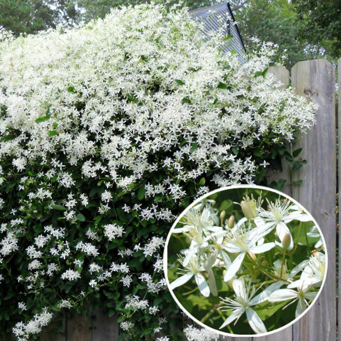 autumn clematis autumn clematis