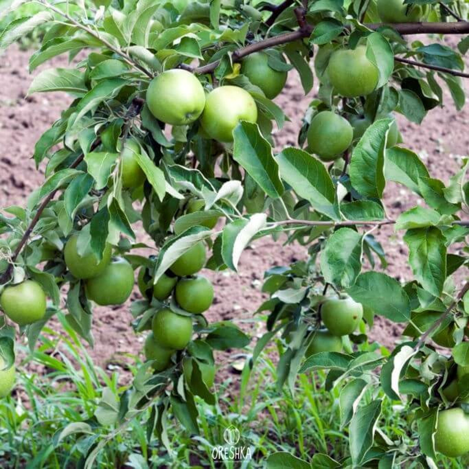 Granny Smith Apple Tree 15 PCS fresh seeds Etsy