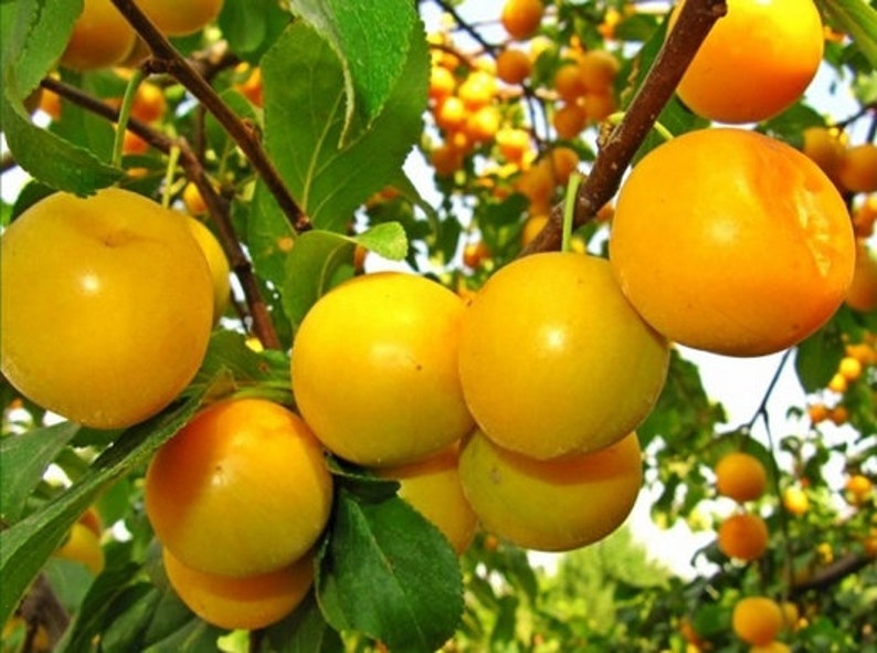 yellow cherry plum