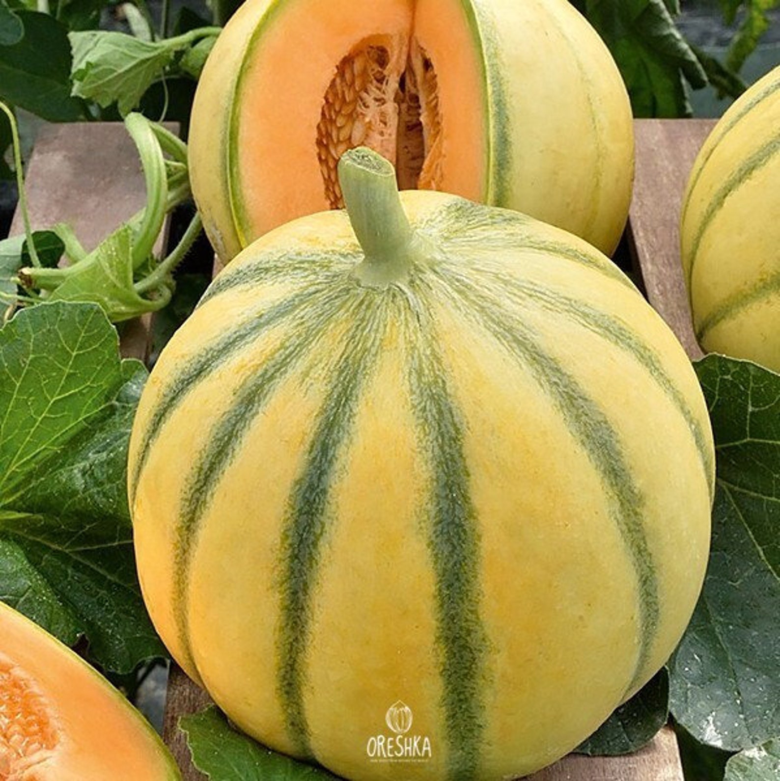 семена тыква дынная. дыня дагестанская эфиопка. дыня шарентэ. тыква тещин пирог. дыня эфиопка спелая.
