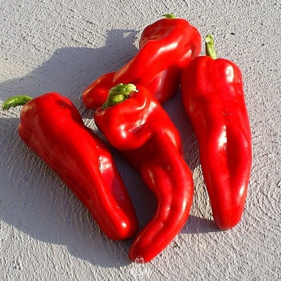 Sweet Spanish pepper 20 PCS fresh seeds Piper Etsy