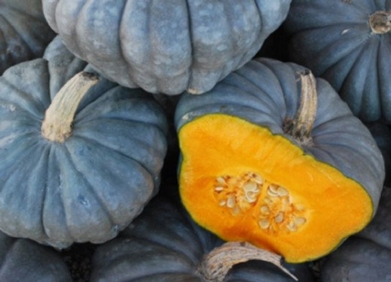Volga grey pumpkin 5 fresh seeds. Grey squash seeds Etsy
