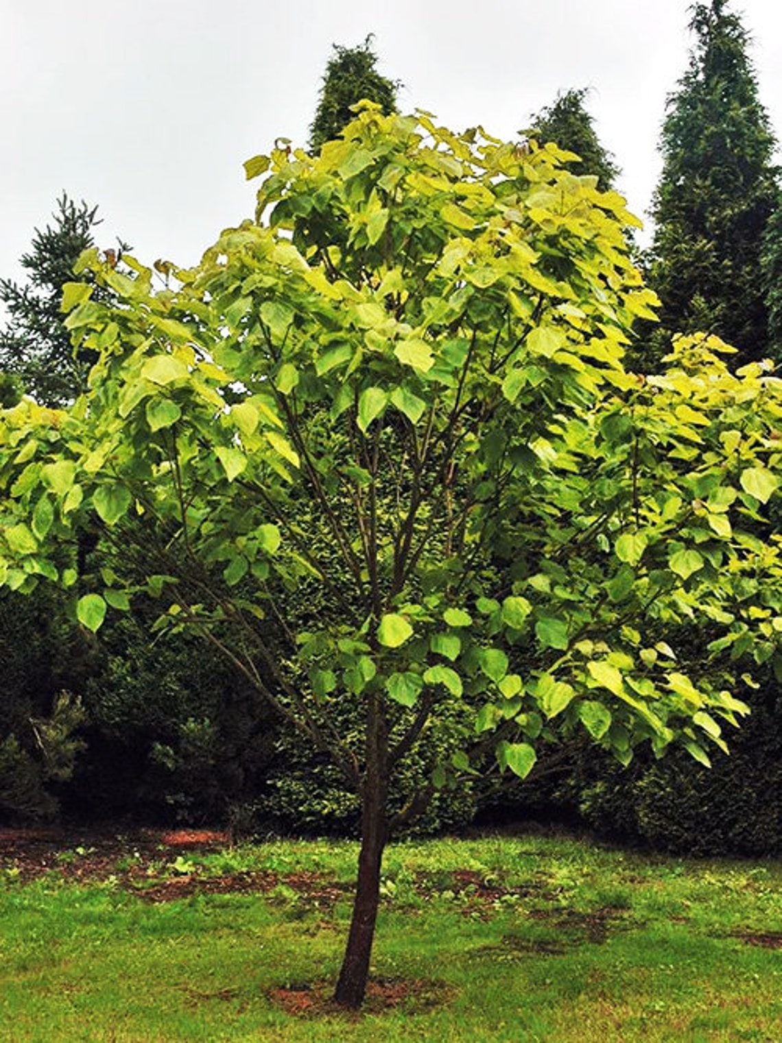 Southern Catalpa Catalpa bignonioides 20 Seeds Etsy