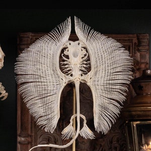 Stingray Skeleton Real fish Taxidermy | Nautical Gothic Decor, Ocean Themed Wall Art, Curio Cabinet Display, zoologist biologist gift
