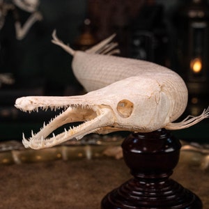 May include: A white, articulated garfish skeleton mounted on a dark wood base. The fish has a long, slender body with a pointed snout and sharp teeth.