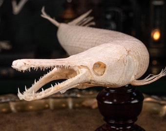 アリゲーターガーの骨格 本物の魚の剥製、珍品、収集品、動物学者
