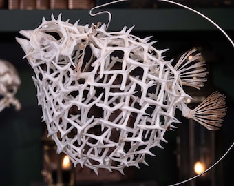 Esqueleto real de pez globo, taxidermia de peces, pez puercoespín