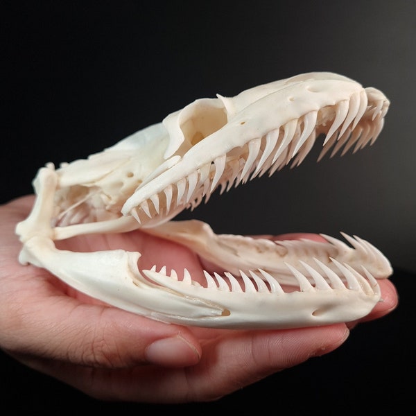 Cráneo de pitón real 11,5 cm XXL, Cráneo de serpiente, Esqueleto de serpiente, Taxidermia