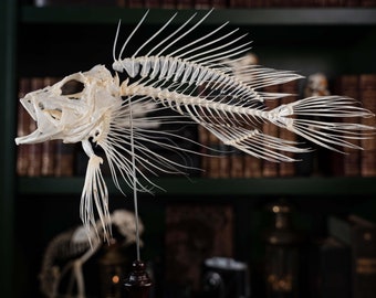 Skelet van echt koraalduivel, dendrochirus, vistaxidermie, op schaakstukstandaard