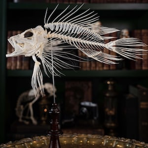Real Lionfish Skeleton, Dendrochirus, Fish Taxidermy, on Queen Chess piece stand