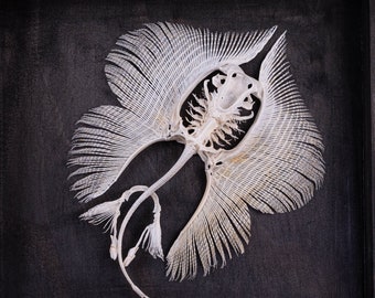 Echt STINGRAY-skelet, magneetbevestiging, vistaxidermie in schaduwdoos