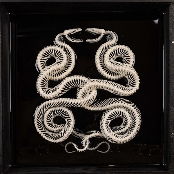 Real Snake skeleton, Caduceus snake skull taxidermy, Ouroboros snake