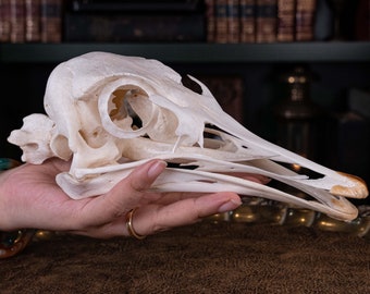 Cráneo de avestruz auténtico con vértebras: decoración de boticario gótico