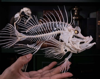 Echter Drachenkopf, Rhinopias frondosa Fischskelett, Anatomie, Museumsobjekt