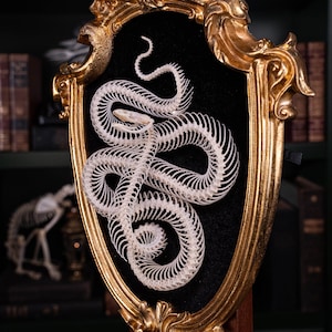 Real Snake skeleton, resemble a Cobra Snake Pose, Magnet mount on Vintage Frame