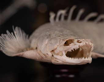 Real Senegal Bichir fish skeleton, Polypterus senegalus, real Dragon fish