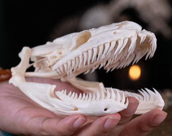Cráneo de pitón real 12 cm, cráneo de serpiente, esqueleto de serpiente, taxidermia