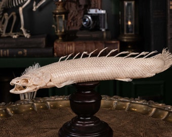 Real Senegal Bichir fish skeleton, Polypterus senegalus, real Dragon fish