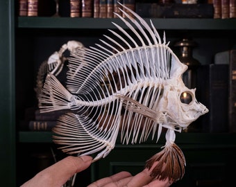 Echtes Wimpelfisch-Skelett, Phantomfisch-Anatomie, Museumspräparat