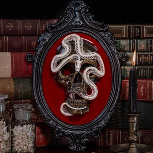 May include: A dark, ornate oval frame containing a human skull with a white snake skeleton coiled around it, set against a deep red velvet background. The skull and snake skeleton are mounted centrally within the black, decorative frame.