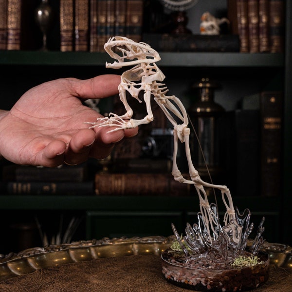 Real Frog skeleton, East Asian Bullfrog, jumping out of resin diorama base, with water splashing effect