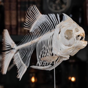 Könnte beinhalten: Ein detailliertes Skelettmodell eines Fisches mit einer weißen, knöchernen Struktur und leicht geöffnetem Maul. Der Fisch ist auf einem Ständer montiert und scheint ein Dekorationsstück zu sein.