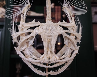 Real Monkfish skeleton, Lophius, frog fish, sea devils monster fish anatomy