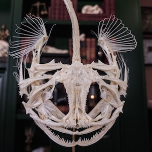 Scheletro di vera rana pescatrice, Lophius, pesce rana, anatomia del mostro marino