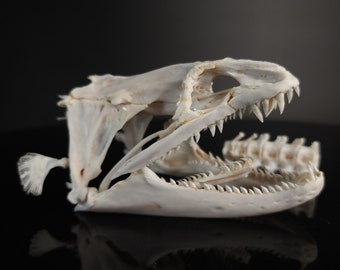 Real Moray Eel Skull 10 cm, Monster fish Taxidermy, Pharyngeal jaw
