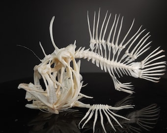 Real Frogfish Skeleton, Anglerfish, Antennariidae, Fish Taxidermy Anatomy 