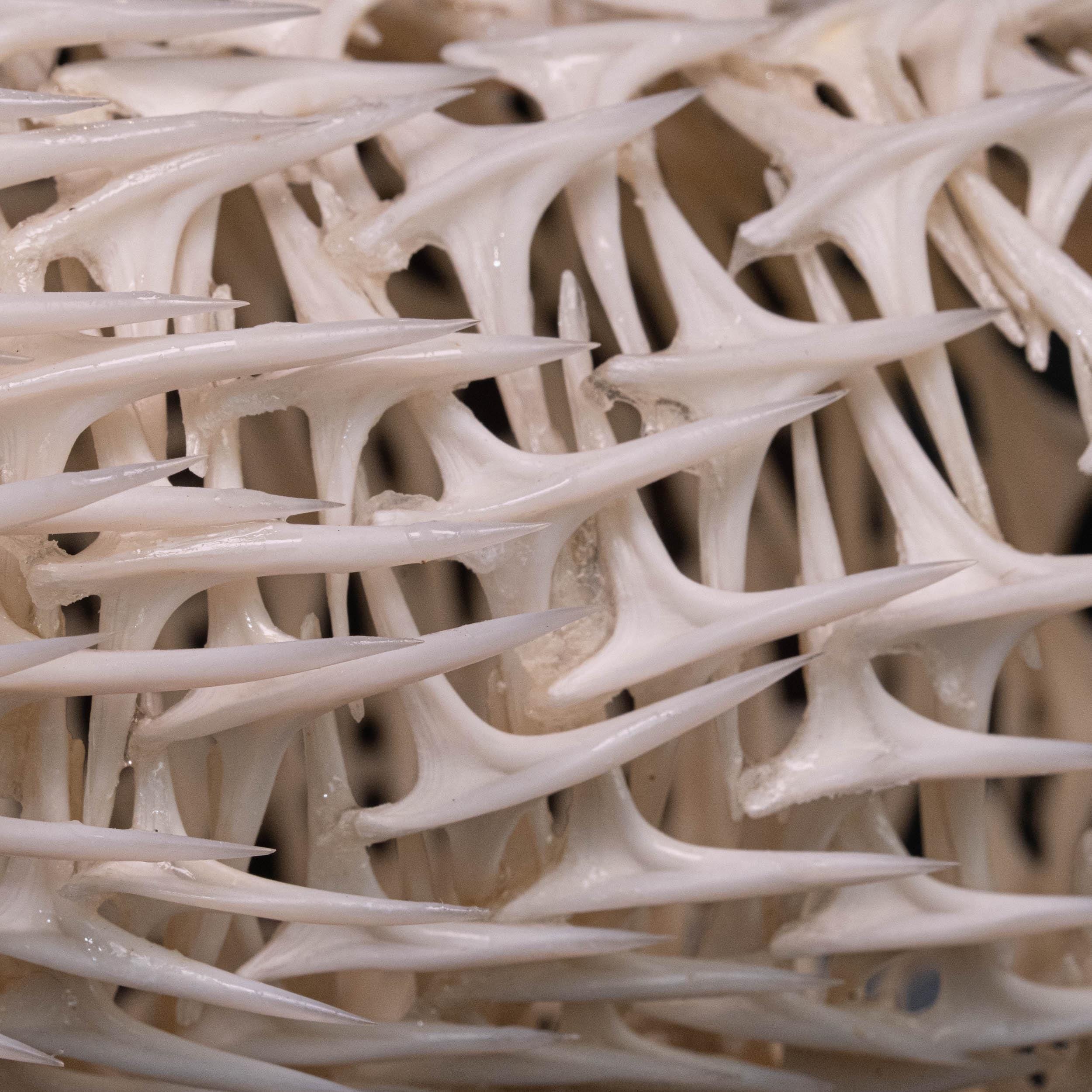 本物のハリセンボンの骨格、フグの剥製、魚の骨格解剖学、骨学ギフトの