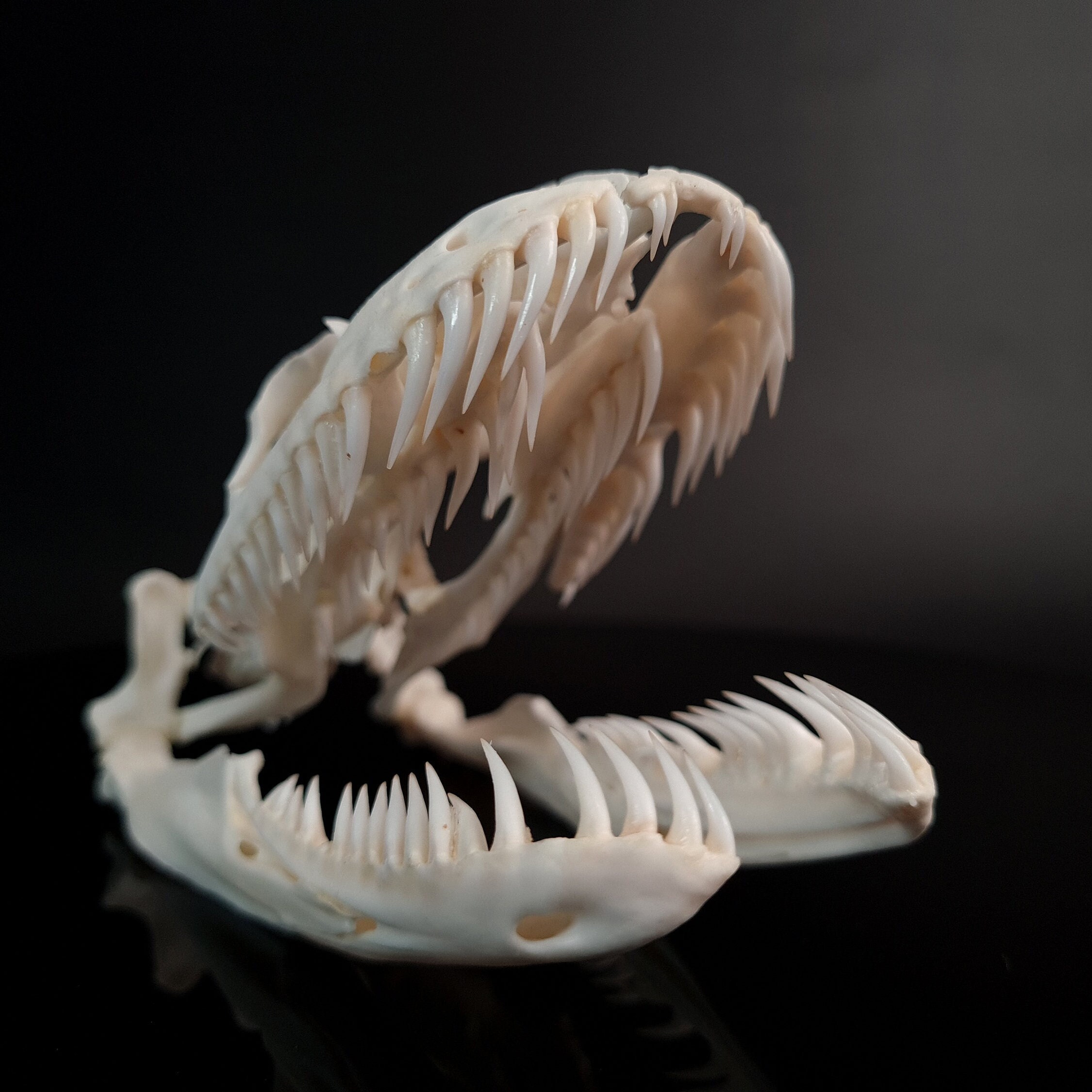 Real 11 Cm Python Skull , Snake Skull, Snake Skeleton, Taxidermy 
