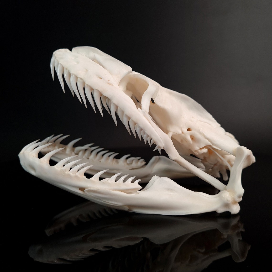 Real 11 Cm Python Skull Snake Skull Snake Skeleton - Etsy