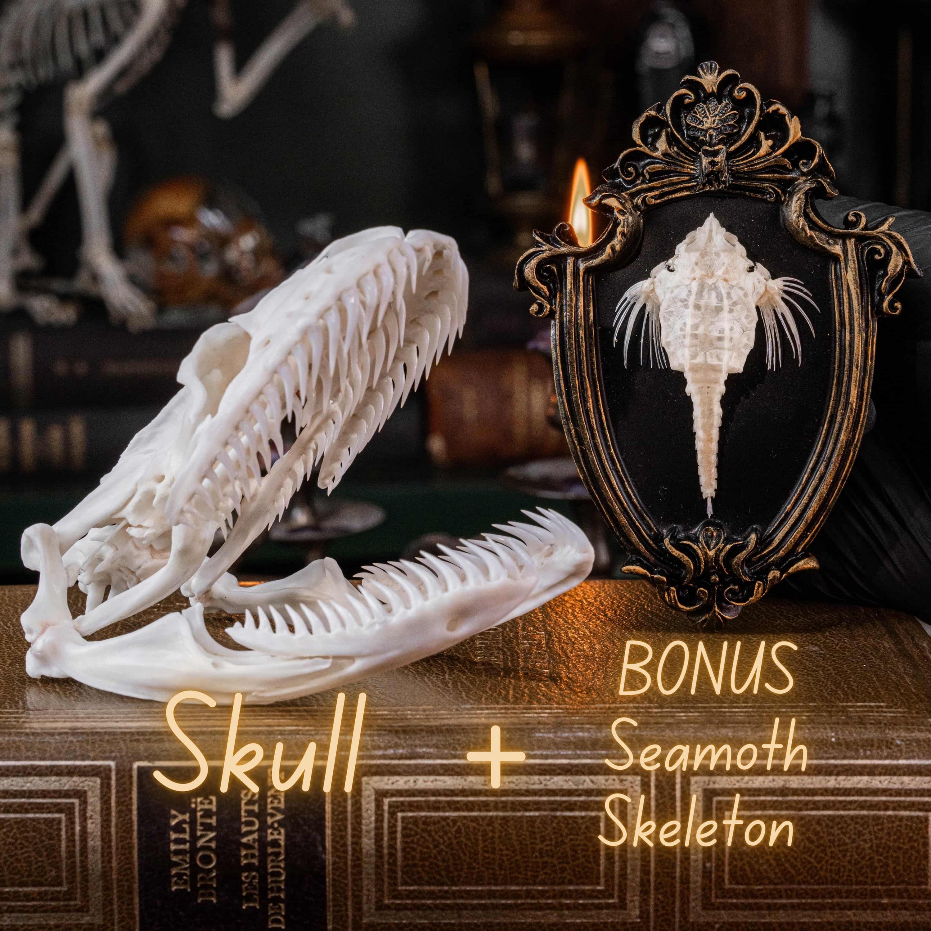 本物のパイソンの頭蓋骨 11 cm ヘビの骨格 剥製 珍品 珍品