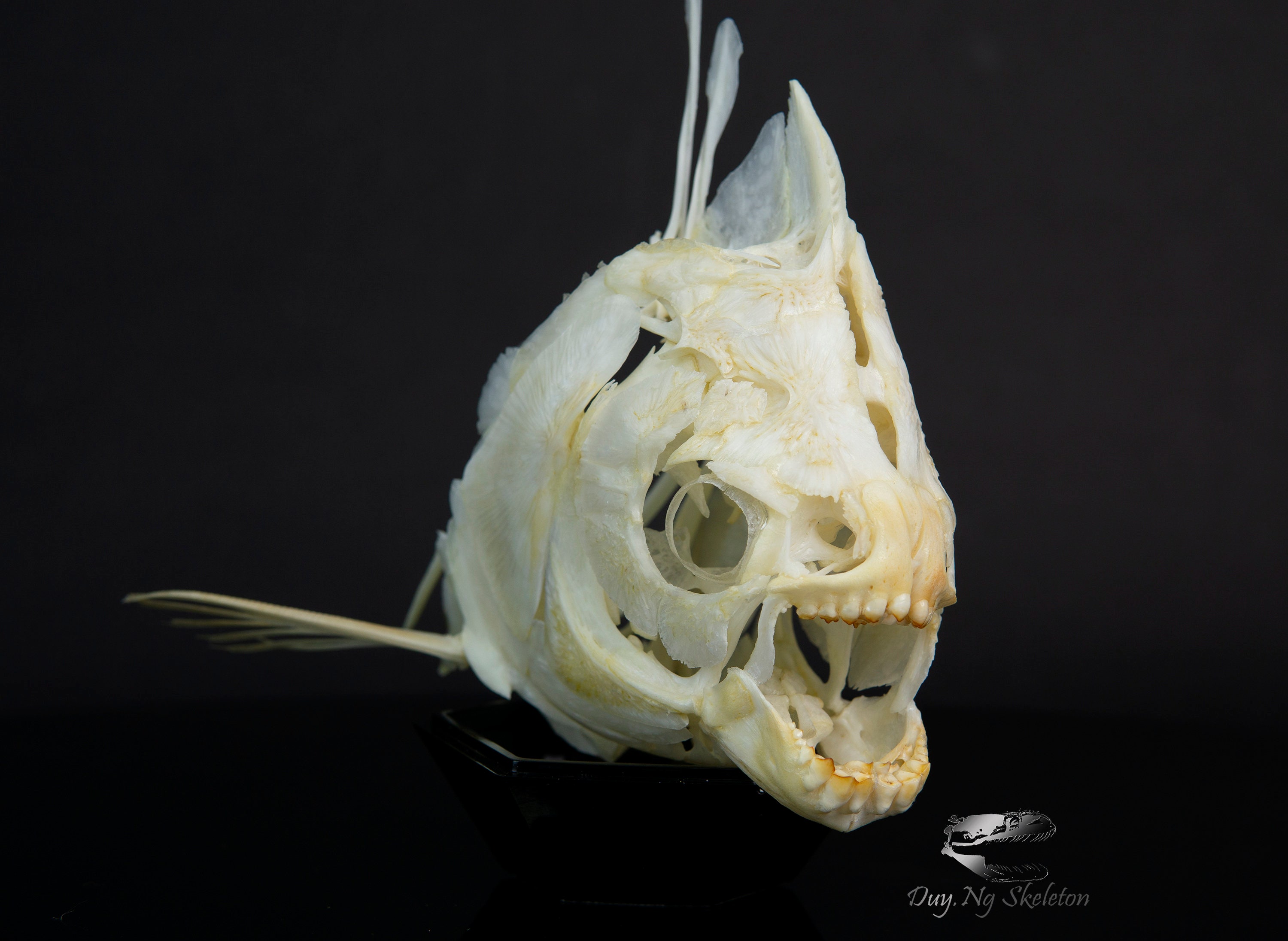 Real Pacu Skull, Piranha, Fish Skull, Taxidermy, Skeleton