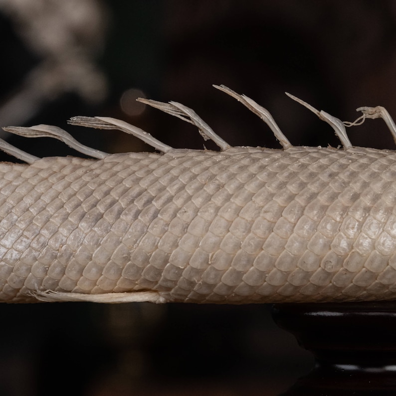 Mottled Bichir skeleton, Polypterus Weeksii 
Museum collection specimen 
Oddities and curiosities 
fully skeletonized fish 
fish with exoskeleton, tough scales 
Full fish skeleton
fish with skeleton looks like Coelacanthiformes (Coelacanths)
