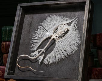エイの骨格標本 本物の魚の剥製 - 珍品コレクター向け 海洋生物学