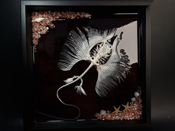 Real Stingray Skeleton, Stingray taxidermy, Resin Water effect, Fish taxidermy, Stingray Barbs