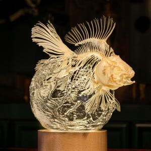 Goldfish Skeleton Lamp | Real Fish Anatomy Water Effect Sculpture | Gothic Oddities Night Light