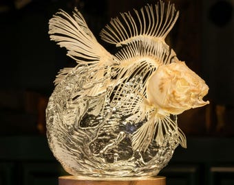 本物のミノカサゴの骨格、デンドロキルス、魚の剥製、クイーンチェスの