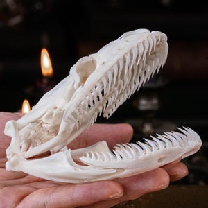 Cráneo de pitón real de 11 cm. Esqueleto de serpiente. Taxidermia. Curiosidades. Gabinete. Historia natural. Regalo. Adorno gótico. Coleccionista de huesos de anaconda.