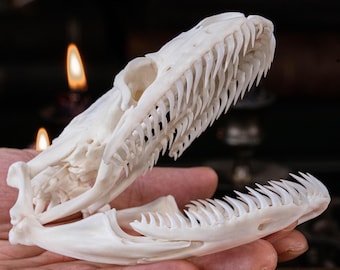 本物のパイソンの頭蓋骨 11 cm ヘビの骨格 剥製 珍品 珍品