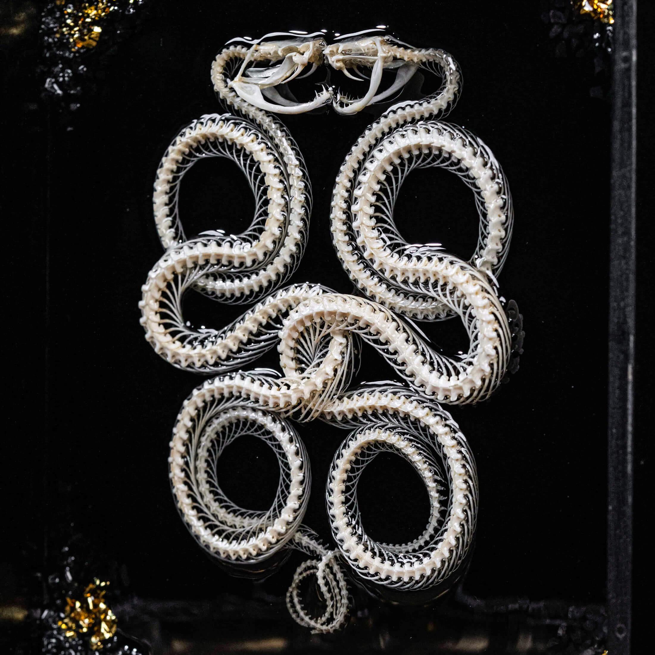 Viper Snake Real Skeleton Taxidermy Art: Caduceus Ouroboros Shadow