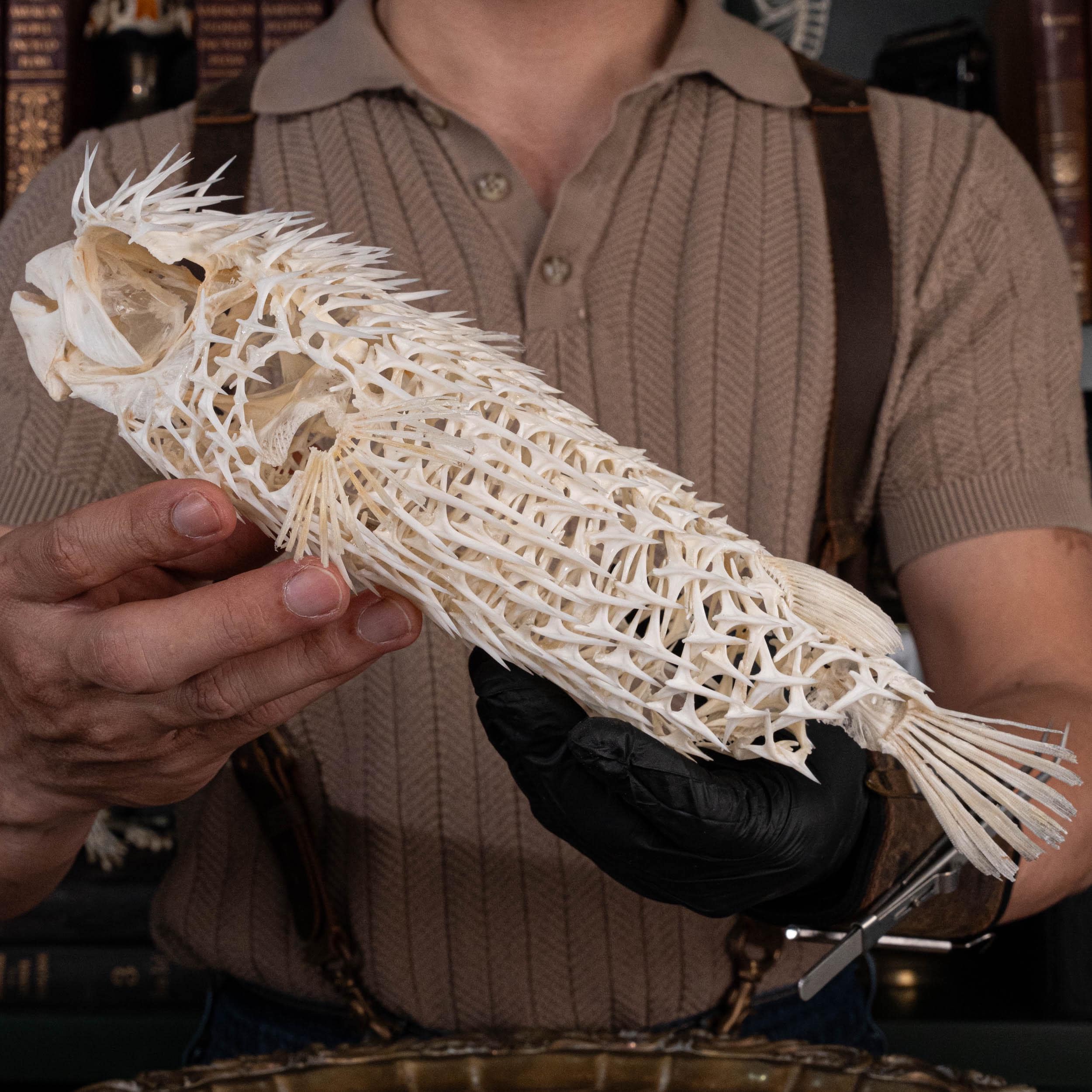 本物のハリセンボンの骨格、フグの剥製、魚の骨格解剖学、骨学ギフトの