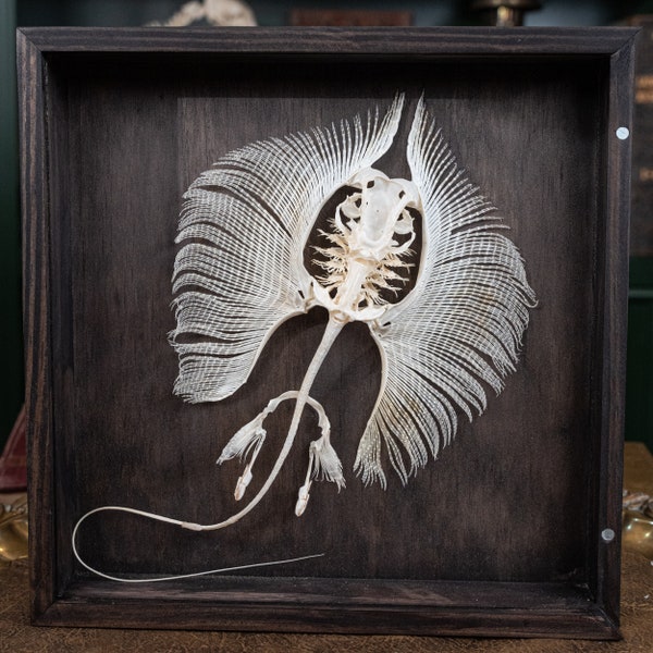 Real Stingray Skeleton, Stingray taxidermy, Stingray barb, Fish skeleton taxidermy