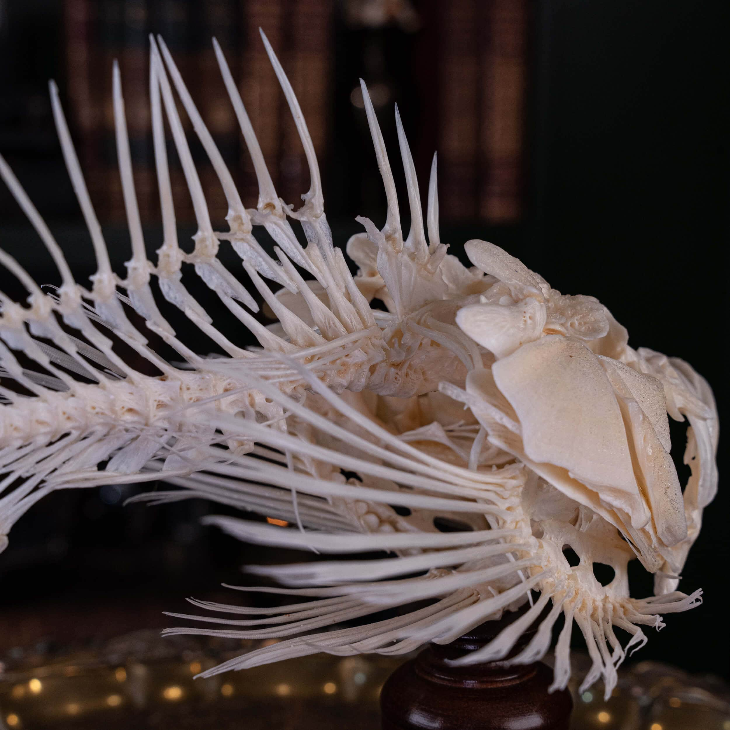 Real Lionfish Skeleton, Lionfish Taxidermy, fish skull, Poisonous fish  anatomy 