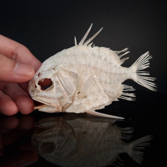 Real Pinecone Fish Skeleton, Fish Taxidermy, Monocentridae -  Canada